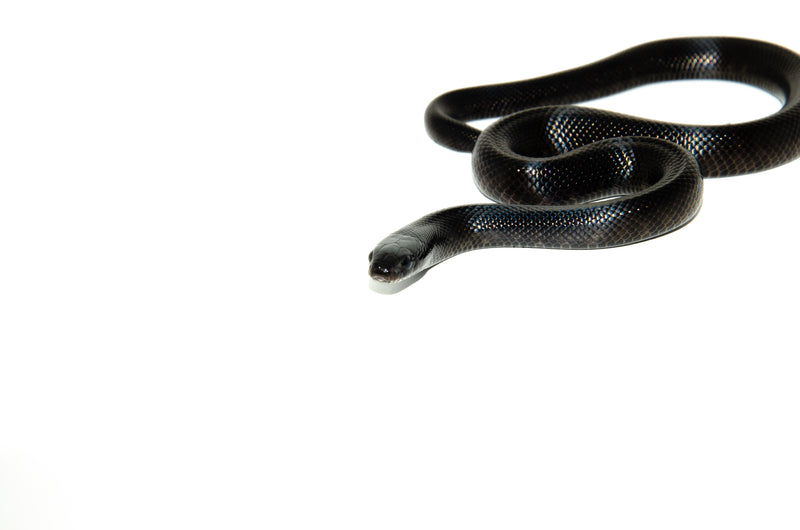 Mexican Black Kingsnake